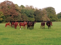 Anngrove Stud