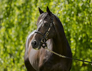 Mares, Foals and Stallions at The Irish National Stud.  Saturday 20 May 2017.