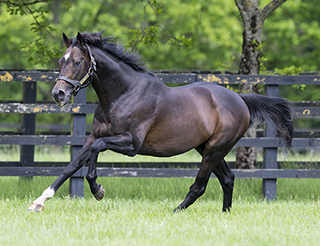 Stallions at The Irish National Stud.  Wednesday 24 May 2017.