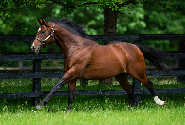 Stallions, mares and foals at the Irish National Stud.  Monday 11 June 2018.
